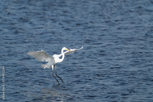 着水の瞬間の白鷺