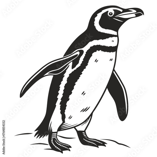 Humboldt penguin, a flightless bird from south america