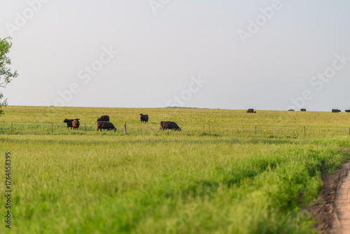 Serene Cattle Grazing Peacefully on Expansive and Lush Green Pasture Under the Sky
