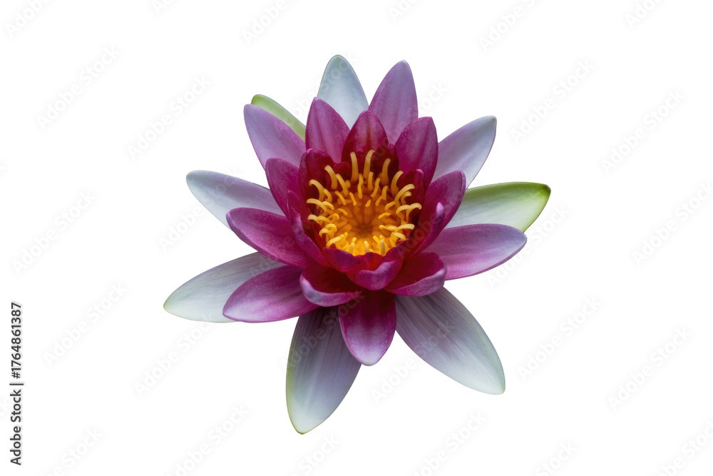 Fototapeta premium This vibrant water lily features striking pink inner petals, white outer petals, and a brilliant yellow center. A captivating floral display. background removed
