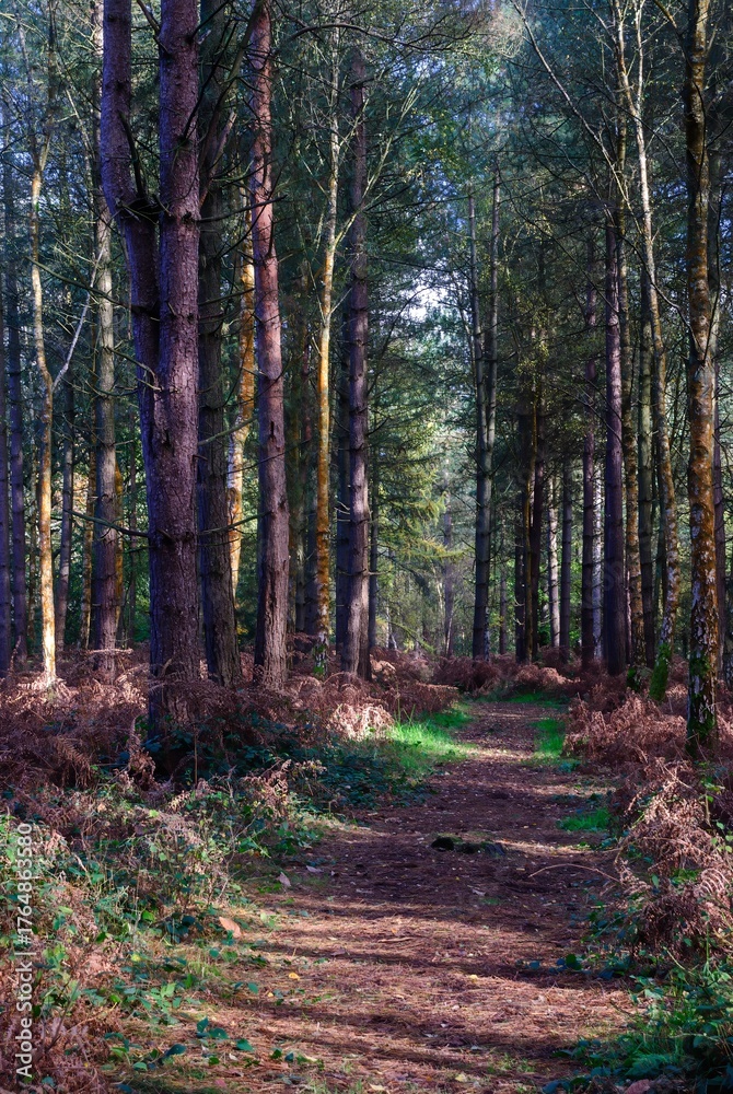 Fototapeta premium Autumn Fall Colors Landscape with Red Yellow and Green Trees Reflected in Calm Water | Colorful Foliage, Reflection, and Serene Nature Scene Showing Seasonal Beauty of Fall 