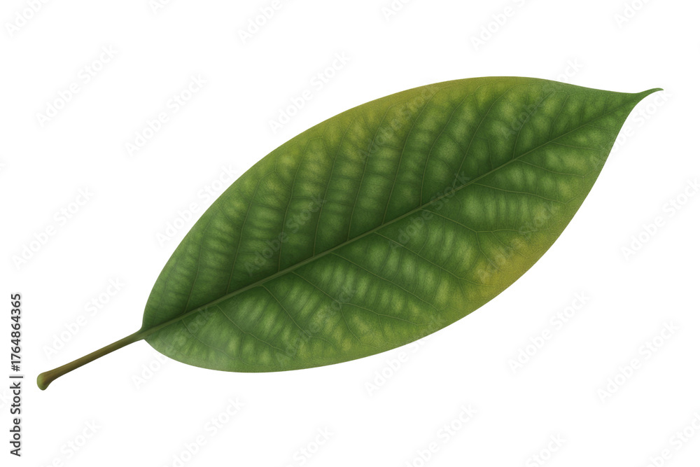 Obraz premium A single green leaf with noticeable yellowish variegation, detailed veins, and a brown stem, set against a solid dark transparent background. background removed