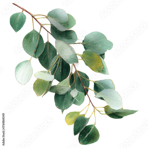 Eucalyptus branch with round watercolor leaves, soft green foliage and delicate stems evoking calm Clipart Photo isolated on transparency background