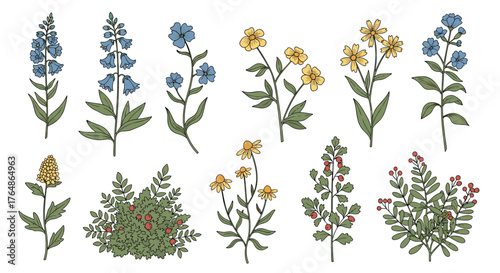 Various colorful wildflowers and plants collection on white background.
