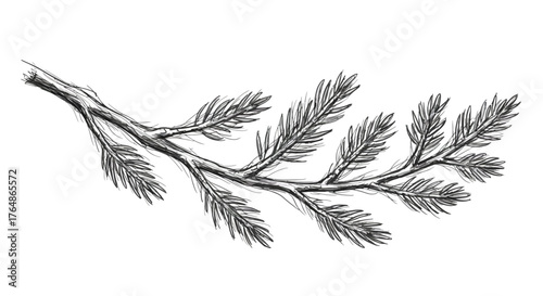Hand drawn pine branch with detailed needles in sketch style