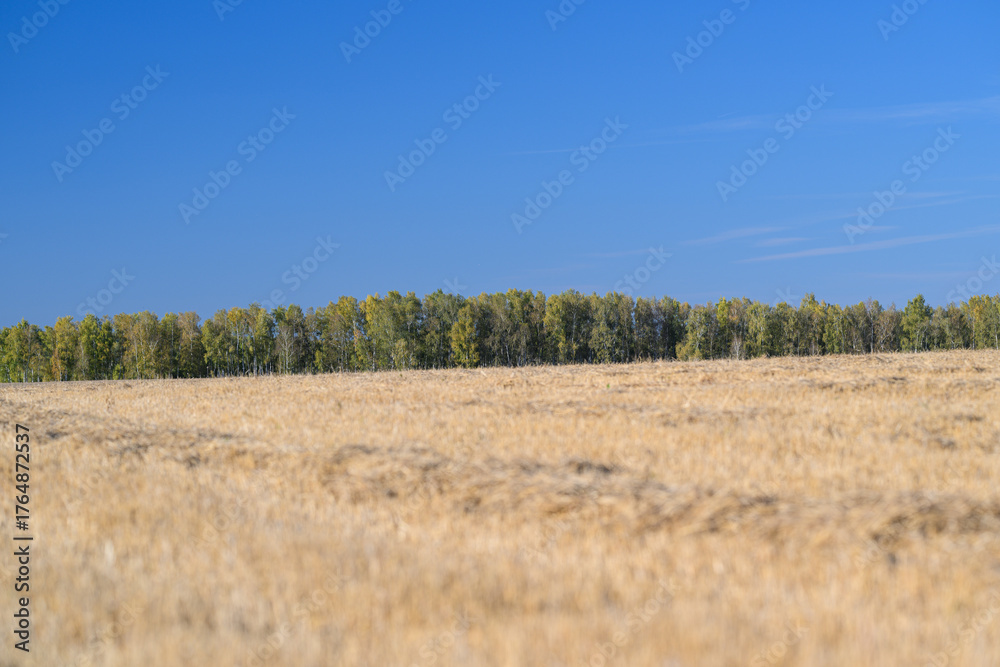 Obraz premium Golden Fields Stretching Under a Clear and Bright Blue Sky are a Beautiful Sight to Behold