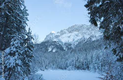 Frozen fir trees after a snowfall on a cold winter day in the Alps.