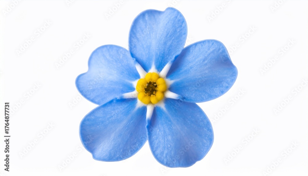 Obraz premium Vibrant Blue Forget-Me-Not Flower Isolated on White Backdrop, Stunning Floral Display