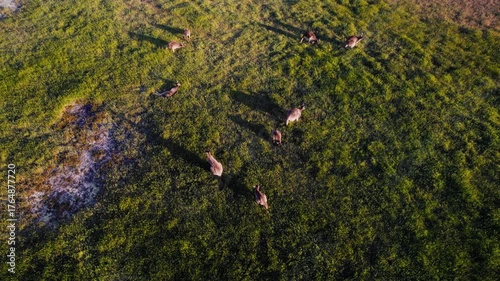 Aerial view of a group of kangaroos is peacefully grazing in a lush green field, with long shadows cast by the setting sun.