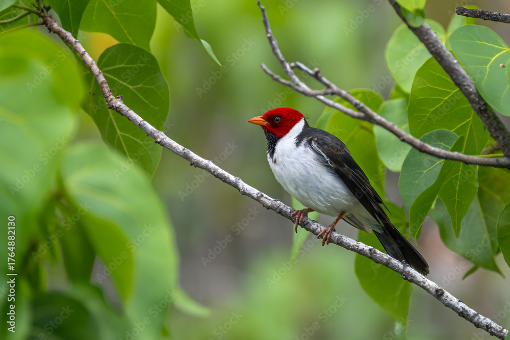 Fototapeta premium Yellow-billed Cardinal (Paroaria capitata) on Big Island, HI