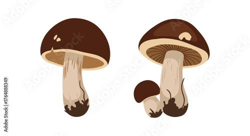 Mushrooms Illustration: A Detailed Depiction of Edible Fungi.