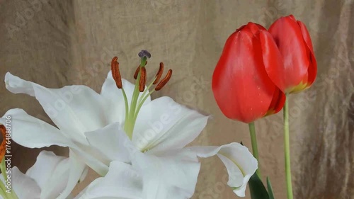 Sbocciare di tulòipano rosso e giglio rapidamente