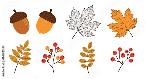 Autumnal Elements: Acorns Leaves and Berries in Vivid Detail.