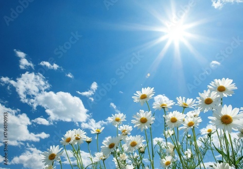 Bright Daisy Flowers Under Clear Blue Sky and Sunlight