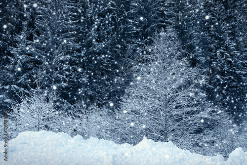 Winter in forest with fir trees and snowfall.
