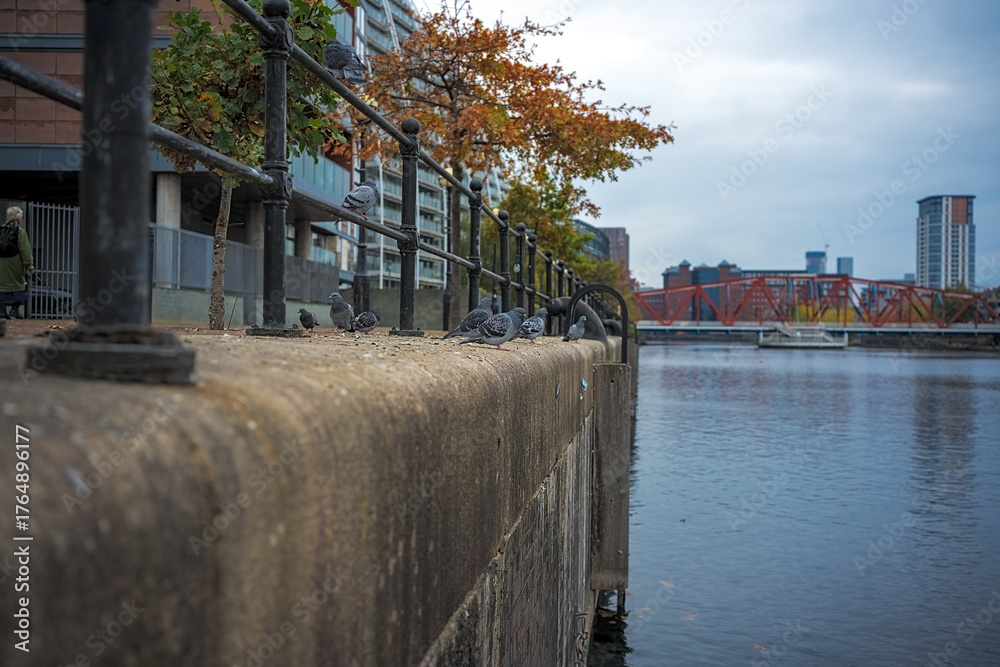 Fototapeta premium City pigeons perched on a stone dockside wall by a tranquil Salford quay.