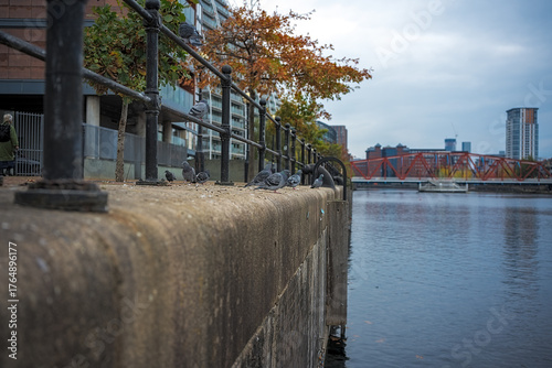 City pigeons perched on a stone dockside wall by a tranquil Salford quay.