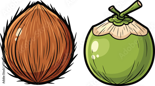 Comparison of Mature Brown and Young Green Coconut Vector