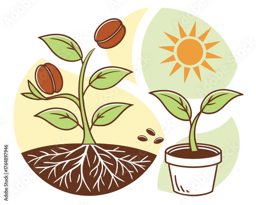 Illustration of coffee plant growing from seed