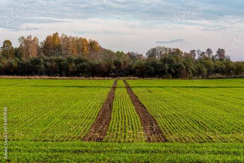 Green agricultural field with neat crop rows, tractor tire tracks, and autumn forest in the background under a cloudy sky.