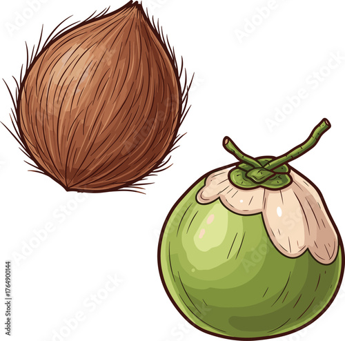 Hand-Drawn Style Comparison of Hairy Brown and Fresh Green Coconut