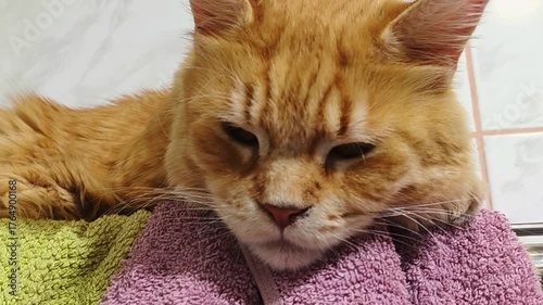 Fun maine coon orange cat sleepy lying and warming on the towel dryer. Cute pet relaxing and enjoying with beauty eyes. Natural emotion animal portrait at home in bathroom. Closeup