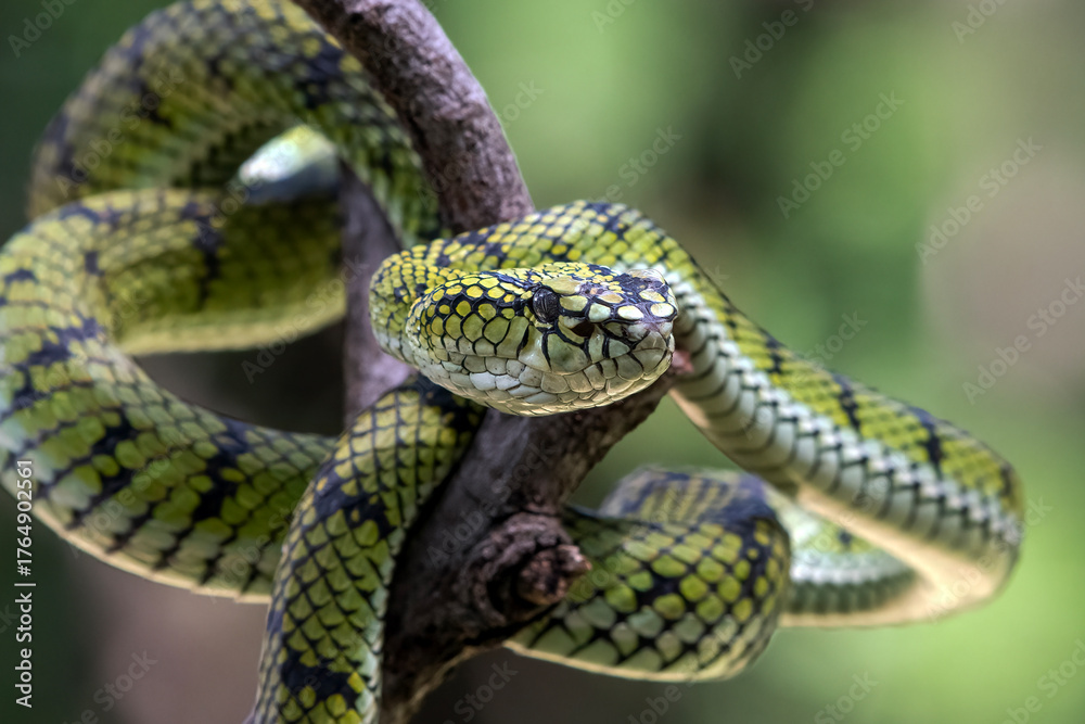 Fototapeta premium Sumatran pit viper on a branch, Trimeresurus sumatranus, Beautiful close up of a Trimeresurus sumatranus