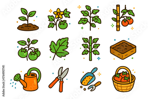 Tomato Plant Icons. Tomato plant. Colorful isometric vector icons set of Tomato plant: young tomato seedling, flowering tomato vine, ripe red tomato cluster,
