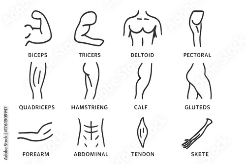 Muscle Groups Icons. Muscle groups. Line icon set of muscle groups: biceps, triceps, deltoid, pectoral, quadriceps, hamstring, calf muscle, gluteus, forearm,