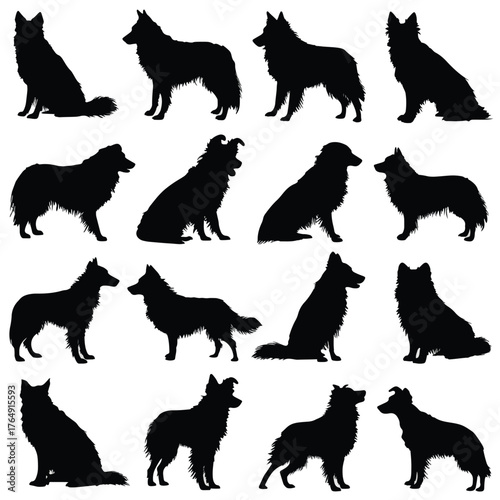 Collection of border collie dog silhouettes in various poses isolated on white background