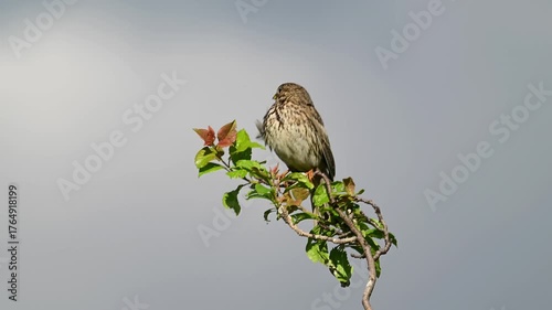 Grauammer singt auf einem im Wind wackeldem Ast // singing Corn bunting (Emberiza calandra) 