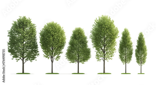 Row of various green trees in summer season