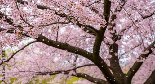 cherry blossom tree, pink flowers, spring bloom, lush foliage, scenic landscape, natural beauty, delicate petals, vibrant colors, soft focus, dreamy atmosphere
