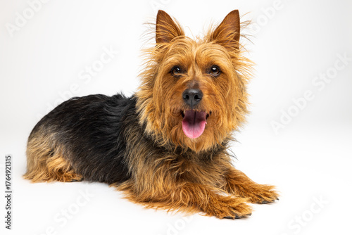 Obraz na płótnie Happy Australian Terrier on White Background