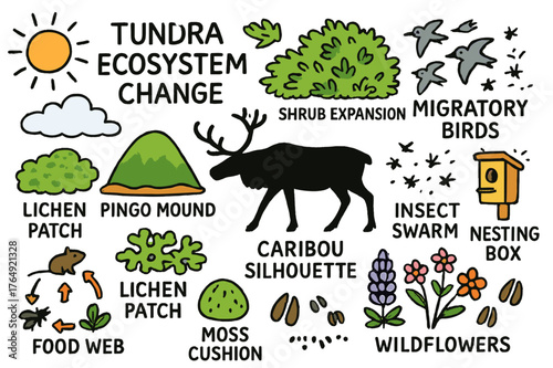 Tundra Ecosystem Doodle. Tundra ecosystem change. Colorful Hand-drawn doodle Children illustration Tundra ecosystem change shrub expansion, lichen patch, moss