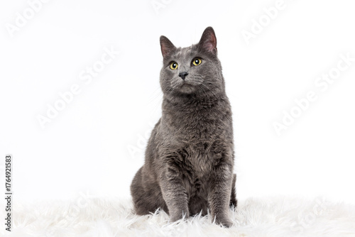Gray Cat Sitting on White Fur Rug