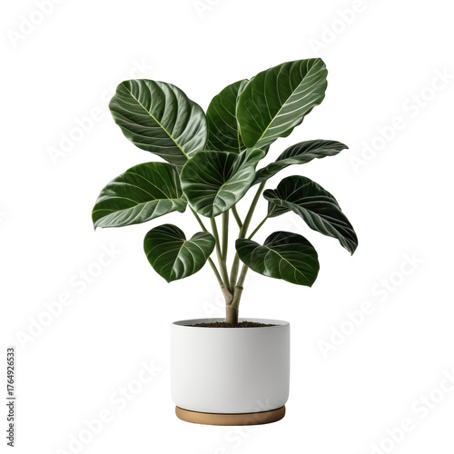 A vibrant houseplant with large green leaves in a white pot