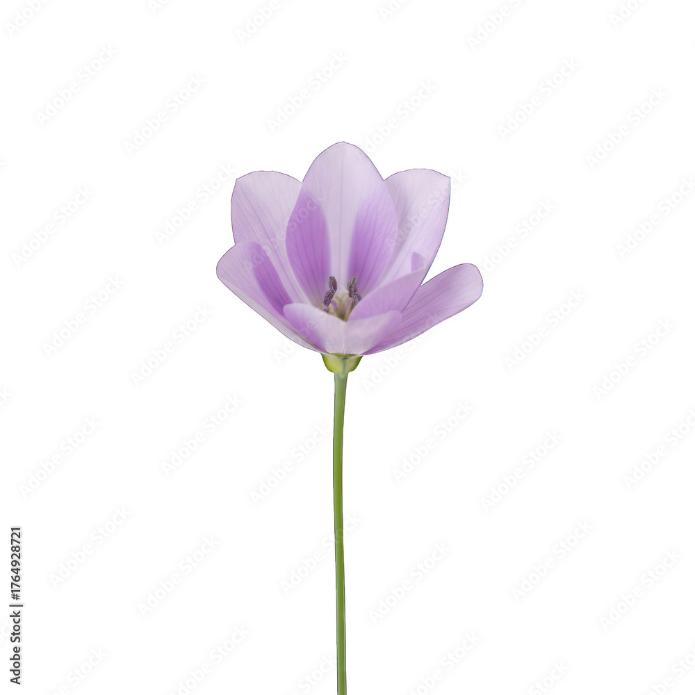 Fototapeta premium Elegant light purple blossom, fully open, on a tall green stem, black backdrop