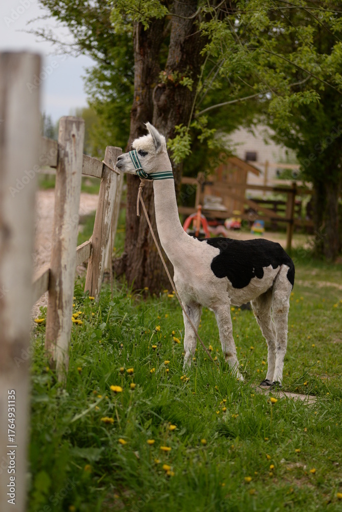 Obraz premium Alpaca grazing near farm field