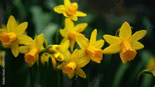 Golden yellow daffodils flowers isolated