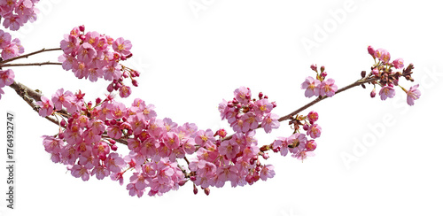 Cerisier du Japon en fleurs