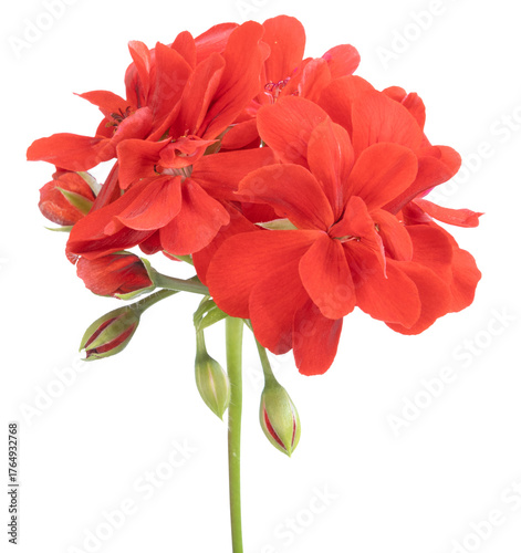 Fleur de Géranium zonal rouge