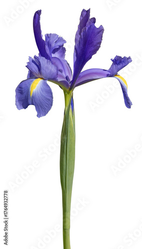 Iris bleu de Hollande	