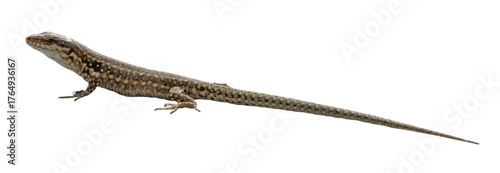 Lézard des murailles	