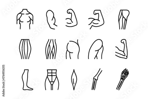 Muscle Anatomy Icons. Anatomy of muscles. Line icon set of anatomy of muscles: deltoid, biceps, triceps, quadriceps, hamstring, pectoral, calf muscle, gluteus,