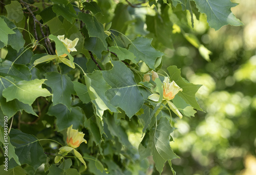 Tableau sur toile Liriodendron tulipifera en fleur