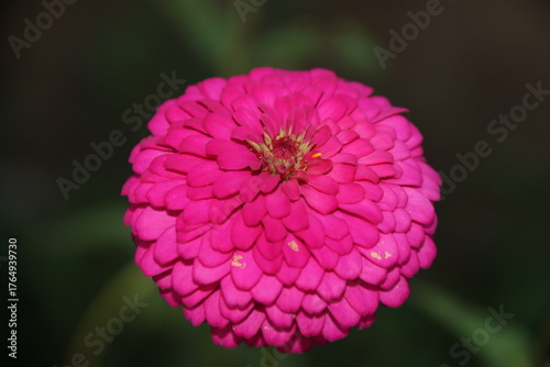 close up of pink dahlia flower