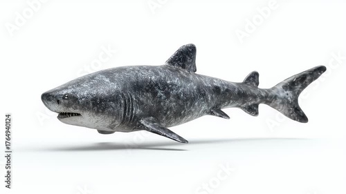 Realistic Shark Model Isolated on White Background.