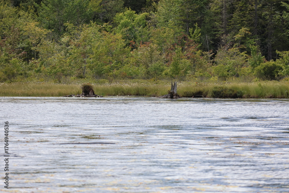 Fototapeta premium A view of a dense forest tree line from a lake in the Adirondacks.