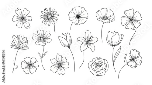 Floral Diversity: An artistic composition showcases a variety of delicate floral designs. Detailed outlines highlight the intricate petals and elegant stems of each bloom. 